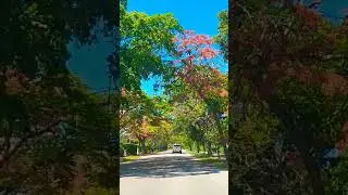 #SHOR#TRENDING#VIRAL#ELESTE#DEFORT#LAUDERDALE#FLORIDA#CASA🏡DELUJO#LIFEVLOGS