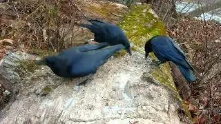Crows #crows #blackcrow #birds #nature 