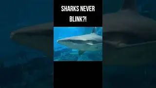 Sharks Never Blink! 🦈 #shark #animalfacts #oceanlife #animalpeace