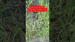 Wildlife encounter on day 1 of our PCT true hike!