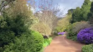 Mid spring at Forest Glade, at Mt Macedon. 10th Oct 2025. 