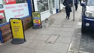Dog outside Hampton Hill High Street Post Office 9th January 2026