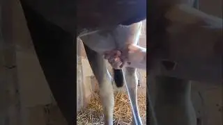 Hand milking! #farmhouse #cow #familymilkcow #jerseycowmilk #handmilking #jerseycowfarm #farmlife