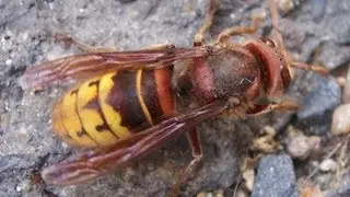 Raising a Giant Killer WASP-Hornet