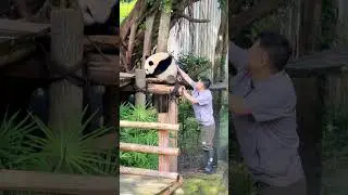 Panda Having Bath! #shortvideo