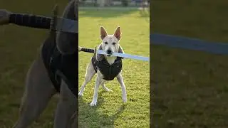 coco with sword #dog #dogeshbhai #viral #shorts #free #swordartonline #coco #pets #nature #green