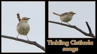 TINKLING CISTICOLA songs and trills