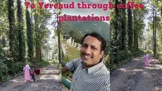 To Yercaud through coffee plantations