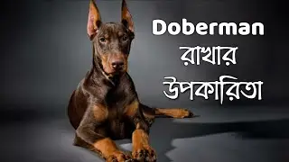 বাড়িতে ডোবারম্যান রাখার উপকারিতা। Benefits of keeping a Doberman at home. 🐕🐕