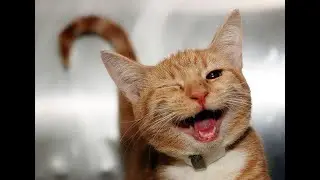 Cats & Baby Коты и дети  Ржу до слез #animal#cats#funnyvideo#котки#смешное