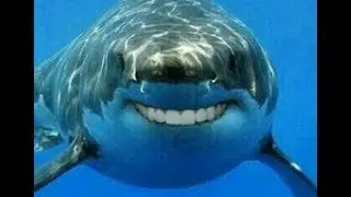 simulator games pc :Shark simulator