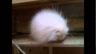 Albino Porcupine Eating an Acorn