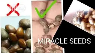 THE TRUTH ABOUT MIRACLE SEEDS ,