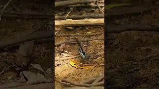 Captivating Blue Mormon Butterfly: A Rare Ground Encounter#wildlife#butterfly#video#wilpattu#nature