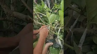 guava grafting 📲8167505276 #grafting #guava #shortsfeed #shortvideo #shorttrending #farming