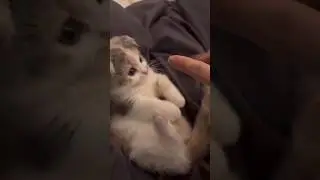 friendship /Cute cats and humans A. beautiful moment // #shorts #baby #cat