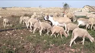 الجزاء الثاني حياة الكساب ما بعدا عيد الأضحى 🇲🇦 مول لعوينة 🇲🇦 وضيعة سعيد محبوب 🇲🇦