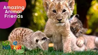 Surprising Animal Friends: Lion Cubs, Hyena, Meerkat, Turkey, Dog | Love Nature Kids