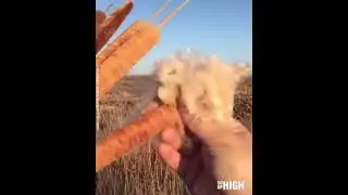 Cattail plant explosion!