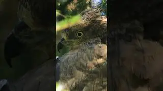 European Honey Buzzard Bird Sounds