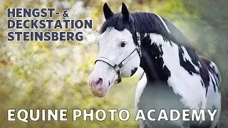 Westernpferde in Steinsberg & Besuch bei Elke Vogelsang