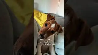 !This dog heard a weird sound and said &ldquo;HUH?!#dog #funnydog #animalshorts #cute #pets #shorts