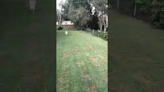 What A Strip #lawn #care #run #way #green #sprint