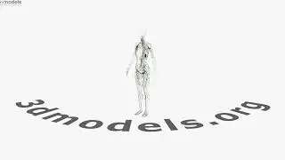 Female Lymphatic System 3D model by 3DModels.org