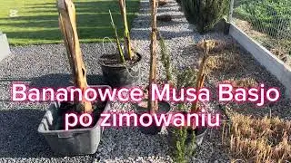 Musa Basjo po zimie w sarkofagu💪🏻