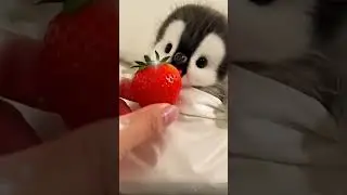 Feeding Penguin #cutepenguin #cuteanimals #feedshorts #feedingpenguin #penguin #strawberry