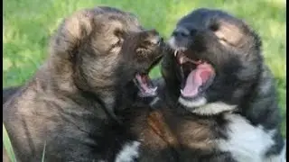Caucasian Shepherd - Most Powerful Puppies