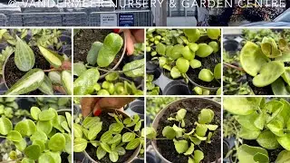 Plant shopping @ Vandermeer Nursery  (Hoya, Hoya, Hoya) wow!