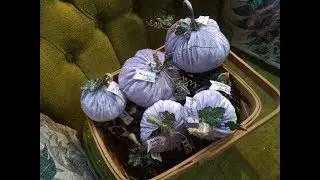 Velvet Pumpkins~Autumn Harvest Creations~Miladyleela