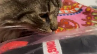 Winston opens fan mail!!! #catvideos #funnyanimals #ufccards #sportscards #cat #winripz 