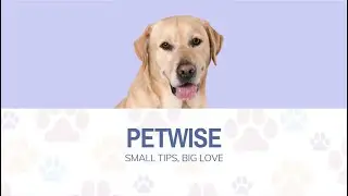 Healthy Pets, Happy Hearts: Natural Care Made Simple!