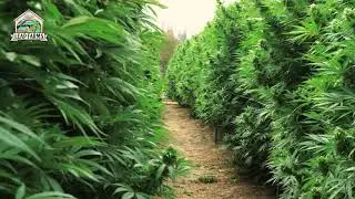 Leap Farms