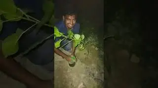 Mission oxygen 2024 active 02/06/2025Plant🌱:-01