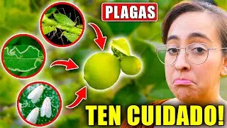 🚨 CUIDADO! 🍋 Estas son LAS PLAGAS m&aacute;s COMUNES del LIMONERO! 🪲