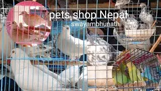 pets shop Nepal | swayambhunath KTM