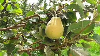&Auml;gyptischer Obstgarten mit Mangos, Trauben, Orangen, Datteln