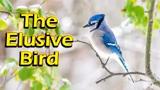 Blue Jay Birds of Virginia