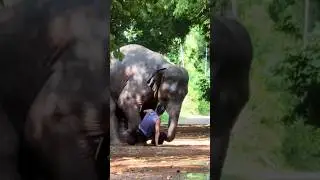 Terrible Elephant Attack #shorts #youtubeshorts #short #wildlife #elephant