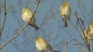 VINTERH&Auml;MPLING Twite, (Carduelis flavirostris)  Klipp - 60