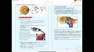Anatomy of tympanic cavity