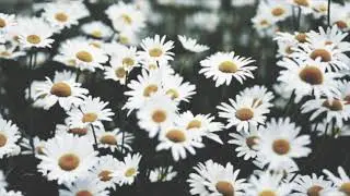 daisy rain edit ~ brotherkenzie