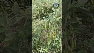 వేసవిలో అధిక దిగుబడి ఇచ్చే కంది రకం ICPV25444 Red Gram Cultivation #kandisagu #redgramfarming