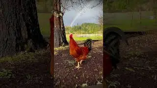 Rafa the Rainbow Rooster #farm #poules #viral #petchickens #cute #funnyanimal #beautiful #handsome