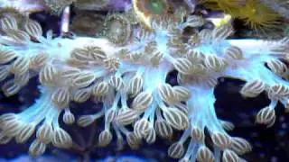 Blue Cespitularia