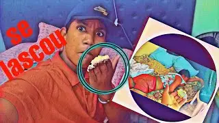 Trollei minha prima com (MANTEIGA) no rosto