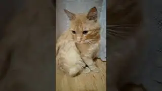 Милашка?😘💓 Музыка Автора @simb